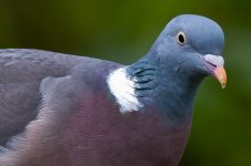 pigeon_small.jpg