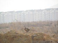 Common Pheasant 5546.jpg