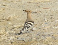 Hoopoe.jpg