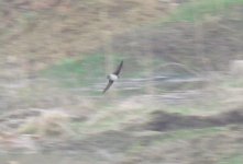 Asian House Martin.jpg