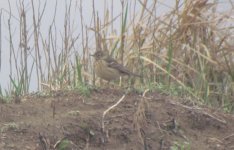 Buff-bellied Pipit.jpg