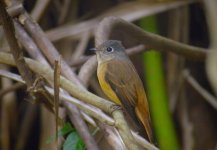 DSCN9891 Ferruginous Flycatcher bf.jpg