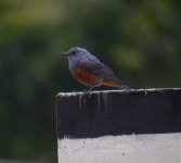 DSCN9816 Phiippensis Blue Rock Thrush.jpg