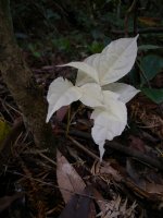 DSCN9897 albino plant bf.jpg