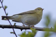 Willow Warbler.jpg