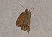 z Lattice Brown kirinia roxelana Anaxos Lesvos 190512  LQ.jpg