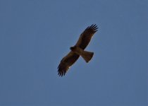 Eagle Booted Metochi Lesvos Greece LQ 150512.jpg