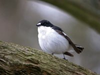 Pied-Flycatcher2.jpg