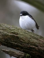 Pied-Flycatcher4.jpg