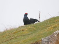 Black-Grouse2.jpg