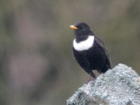 Ring-Ouzel2.jpg