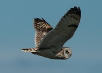 Short Eared Owl.jpg