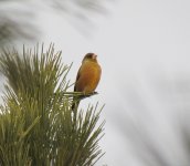 Oriental Greenfinch.jpg