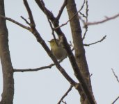 Pallas's Leaf Warbler.jpg