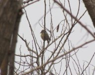 Two-barred Crossbill 2.jpg