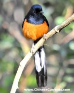 375 White-rumped Shama, presumed Hainan endemic subspecies, Copsychus malabaricus minor.jpg