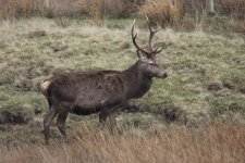 2012_03_29_Ardnamurchan (6) (640x427).jpg