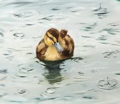 nice-weather-for-ducks-phot.jpg