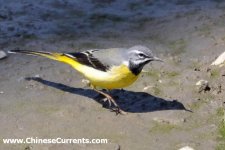 395 Grey Wagtail.jpg