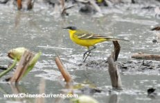 Manchurian Wagtail.jpg