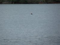 Red-breasted Merganser 2.jpg