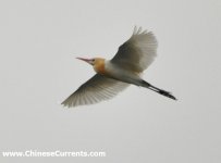 Eastern Cattle Egret.jpg