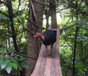 Bush turkey on makeshift bridge1.JPG