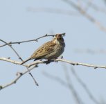 Little Bunting.jpg