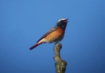 redstart.jpg