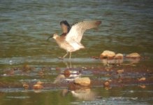 whimbrel.JPG