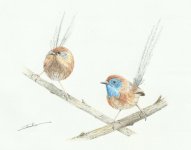 mallee_emu_wren_1_800.jpg