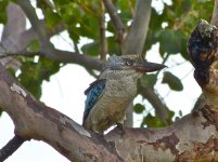 Blue Winged Kookaburra.JPG