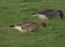 tiagra bean goose.jpg