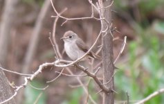 Asian Brown Flycatcher.jpg