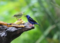 red_legged_honeycreeper.jpg