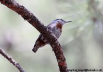 krupers nuthatch, achladeri, Lesvos May 2012 v871 v2.jpg