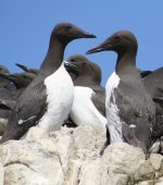 FI_Guillemot2.jpg