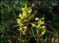 coral root orchid 2s.jpg