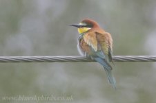 beeeater_8658.jpg