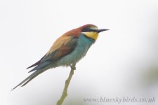 beeeater_4014.jpg