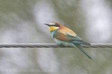 beeeater_8775.jpg