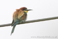 beeeater_3951.jpg