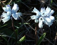 Hyacinthella leucophaea 02.jpg
