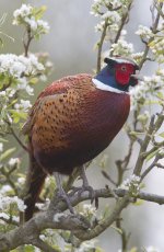 Pheasant 120424 IMG_4449 web.jpg