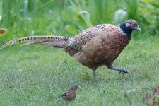 Pheasant 120424 IMG_4452 web.jpg