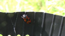 unknown beetle.jpg