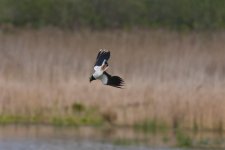 lapwing dive flight (Large).jpg