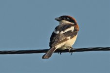 Woodchat shrike.jpg