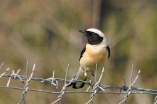 B E Wheatear.jpg