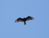 6-4-12 Turkey Vulture (Cathartes aura).jpg